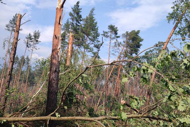 Koszmarny widok po nawałnicy w Osiu. Gigantyczne straty 