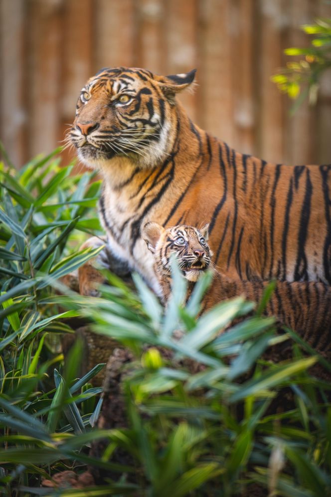 Niesamowite narodziny we wrocławskim zoo. Na świat przyszły cztery tygrysy sumatrzańskie 