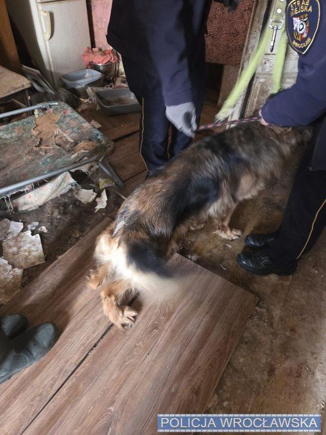 Psy w tragicznych warunkach