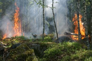 Susza w wielkopolskich lasach! W czerwcu 4 razy więcej pożarów niż rok temu