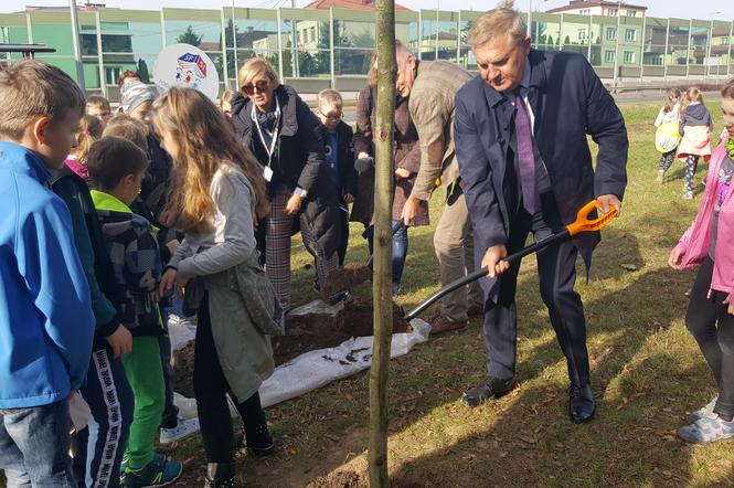 Platany posadzone w Białymstoku