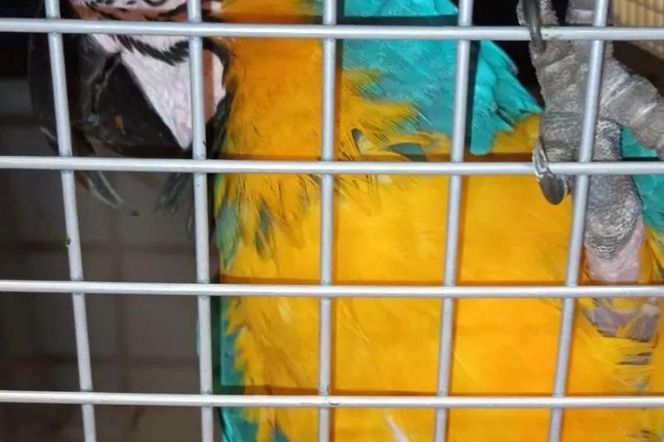 Papuga zaatakowała cudzoziemca w Warszawie! Egzotyczny ptak upodobał sobie jego ramię. Interweniował Ekopatrol