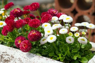 Stokrotka pospolita - Bellis perennis