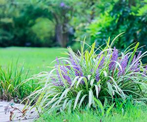 Liriope szafirkowata