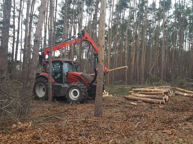 ​Wycinają sosny na ulicy Geodetów w Lesznie. Co tam powstanie? 