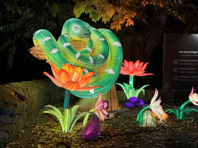 Garden of Lights we Wrocławiu