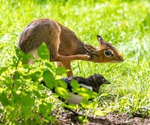 W Orientarium Zoo Łódź urodził się dikdik