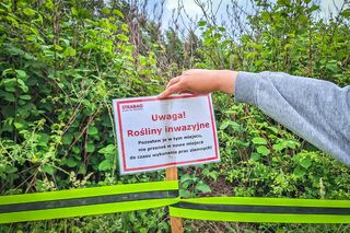Rdestowiec na placu budowy Trasy Północnej w Szczecinie