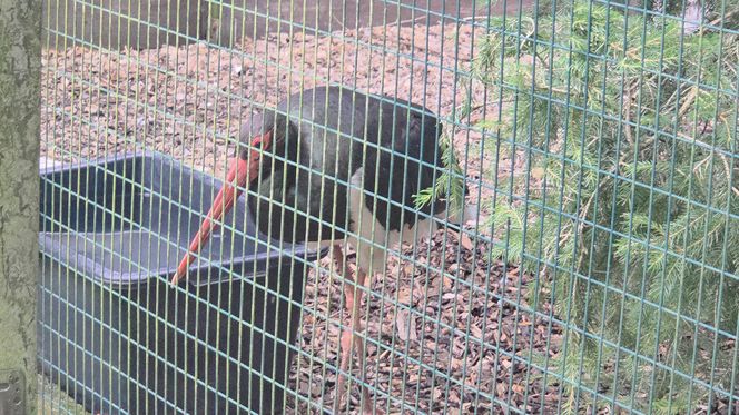 Zaglądamy do mieszkańców bydgoskiego ZOO. Kto mieszka w sercu Myślęcinka?
