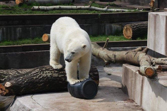 Zabawki dla zwierzaków w zoo