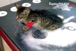 Czestochowa. Kotek potrącony przez samochód. Pomogli mu policjanci