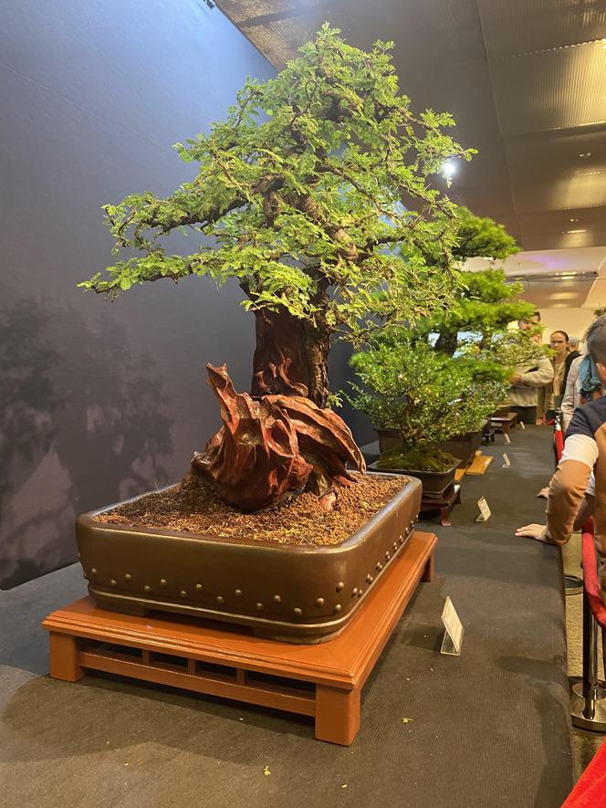 "Potworne Cuda", Światowa Wystawa Orchidei, Bonsai i Sukulentów oraz targi roślin na PGE Narodowym