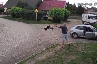 Złapał psa i rzucił nim o ziemię. Wstrząsające nagranie obiegło sieć