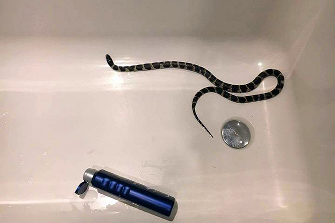 Katowice: Mężczyzna znalazł w swojej wannie... węża!
