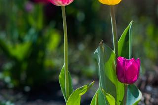 Warszawa utonęła w kolorowych tulipanach