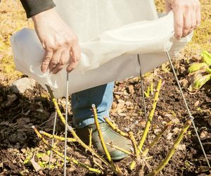 Jeszcze tylko do końca listopada masz czas, aby zrobić to z różami w ogrodzie. Dzięki temu wiosną pojawią się kosze kwiatów, a nowe pędy pokryją się liśćmi. Zimowanie róż