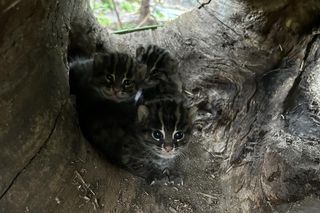 Taraje urodziły się w toruńskim zoo. Fenomen na skalę światową