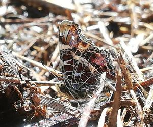 Jakie zwierzęta i rośliny można zaobserwować w Górkach Fordońskich?