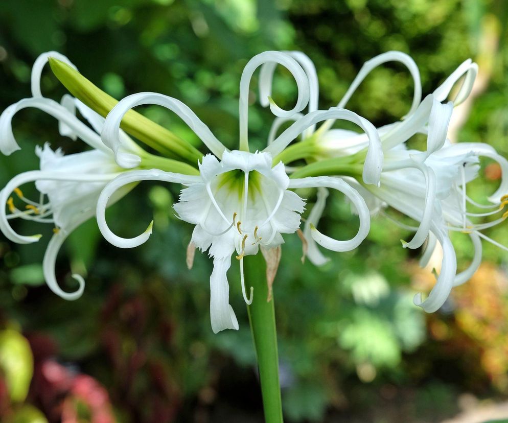 Posadź te cebulki wiosną, a latem twój ogród zapełni się kolorami!