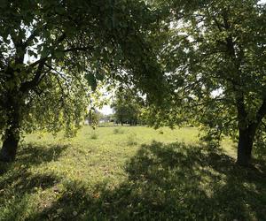 Na Retkini będzie zielono. Trwają pracę nad dużym skwerem