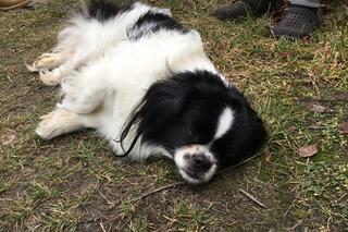 Pekinek umierał na poboczu, w brzuchu miał śrubę. Potrzebna jest pomoc