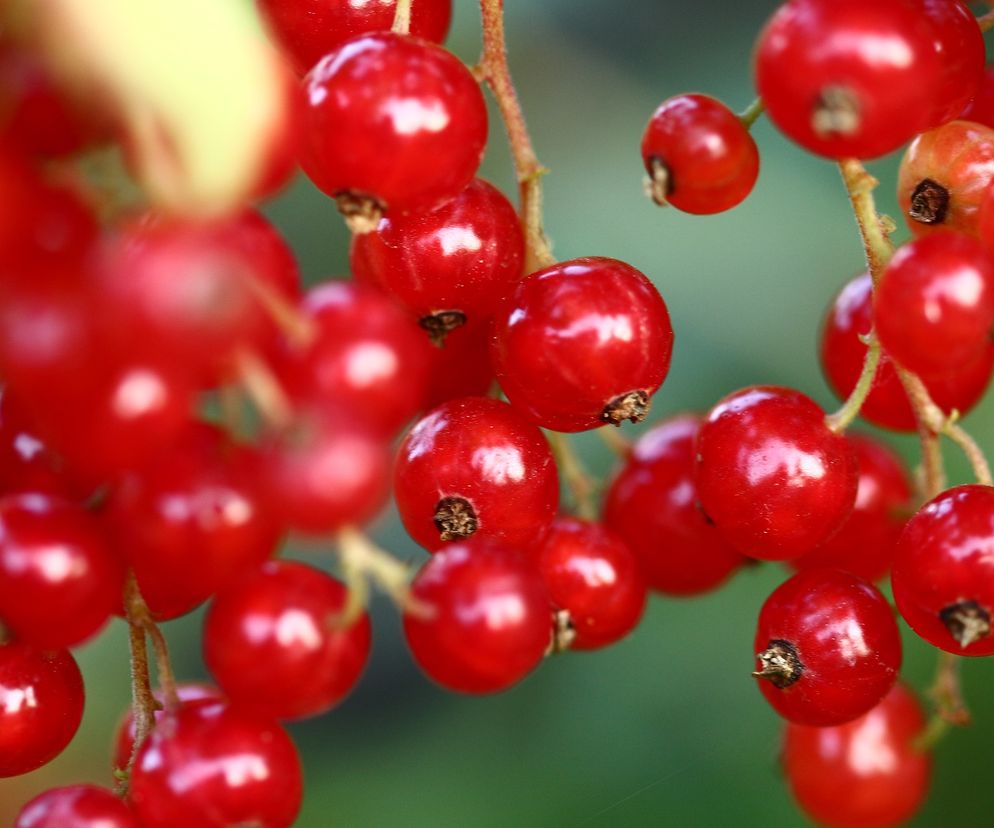 Czerwona porzeczka - jakie ma właściwości? Jak ją wykorzystać?