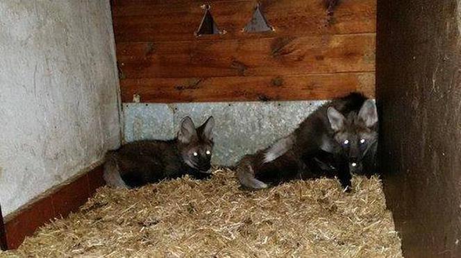Zoo w Chorzowie: Małe wilki