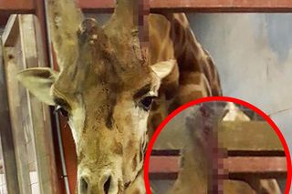 Horror w zoo. 500 martwych zwierząt, boksy tak małe, że nie da się ruszać, zakrwawione kapibary