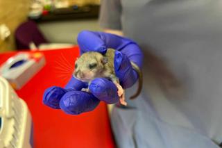  Weterynarze karmią malutką Popi co 2 godziny 