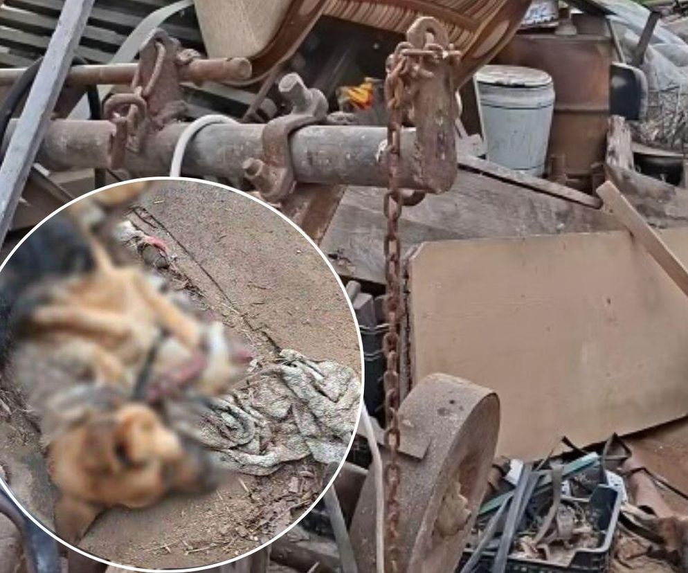 Pies umarł, jak żył: na łańcuchu, na złomowisku, nie miał nawet budy. Mam żal, do ludzi, że tak późno zareagowali