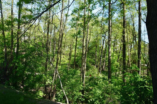 Tak wygląda park w dolinie Ślepiotki w Katowicach