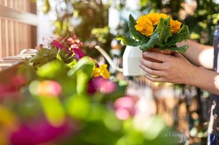 Wiosenne kwiaty, które zamienią balkon w ogród marzeń. Te rośliny pięknie kwitną i cieszą oczy także latem