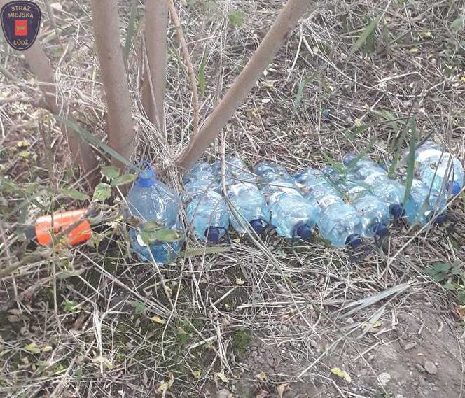 Łódź. Sprawdzali, kto wylewa ścieki do rzeki, znaleźli ogromne krzaki marihuany
