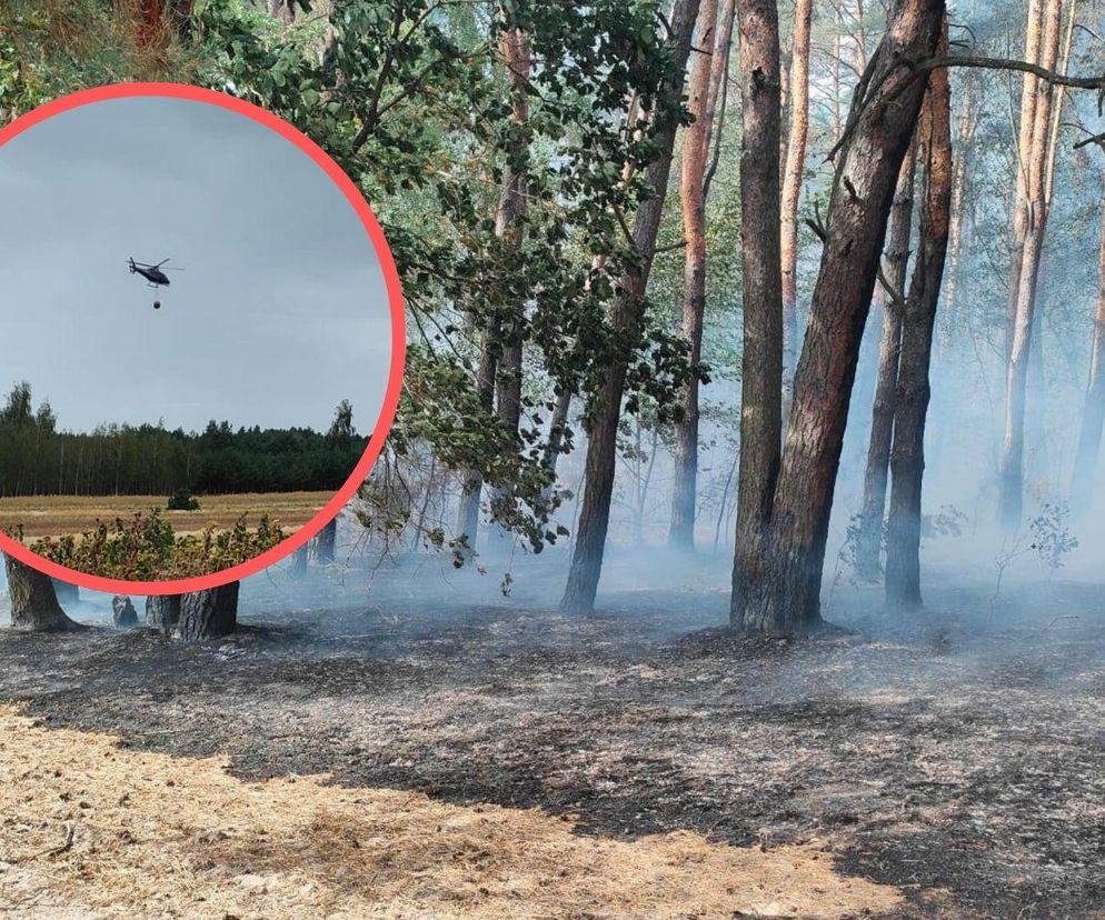 Potężny pożar lasu na Lubelszyczyźnie. Strażacy walczą z żywiołem 