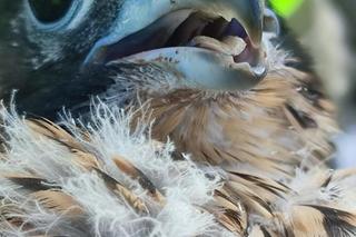 Sokoły z Lublina dostały niezwykłe plecaki. Internautka: Paskudne to ustrojstwo