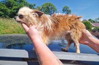 OTOZ Animals interwencja w Żywcu