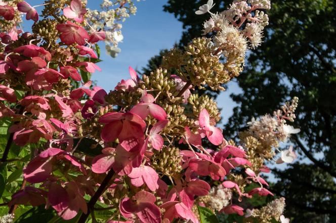 Hortensja bukietowa 'Pinky Winky'