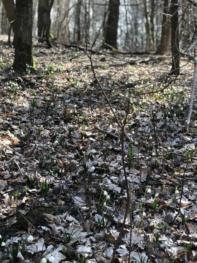 Śnieżycowy Jar - wyjątkowy rezerwat na terenie poligonu