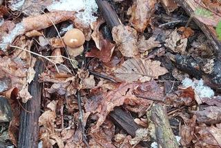 NIE DO WIARY! Środek zimy, a w lasach już rosną grzyby!
