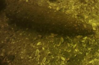 Co można znaleźć w mazurskich jeziorach? To, co wyłowiono w Mikołajkach szokuje [ZDJĘCIA]