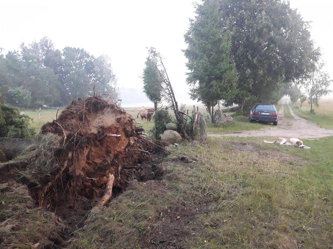 Rolnicy. Podlasie. Maciej z Kundzicz liczy straty. Wichura spustoszyła mu farmę