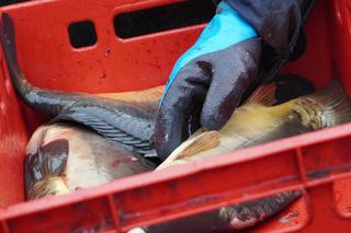 Benedyktynki sprzedają ekologiczne karpie w XIII-wiecznym klasztorze w Staniątkach. To już wielowiekowa tradycja 