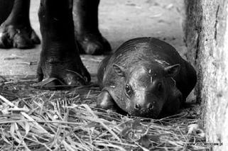 Zdechł mały hipopotam karłowaty z wrocławskiego zoo. Eusebio miał niespełna trzy tygodnie