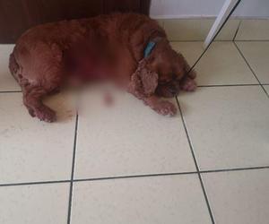 Agresywna akita zagryzła na śmierć mniejszego psa 