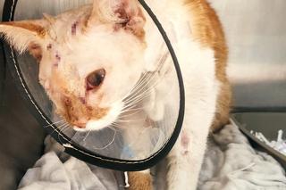 Kot Elwis po operacji