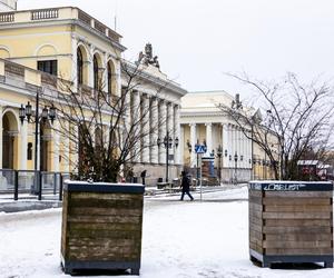 Nowe drzewa i krzewy na placu Bankowym w Warszawie, grudzień 2023 r.