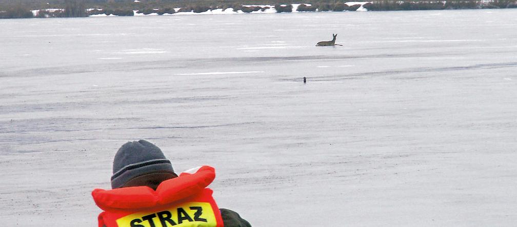 Psy chciały ją zagryźć, ludzie uratowali
