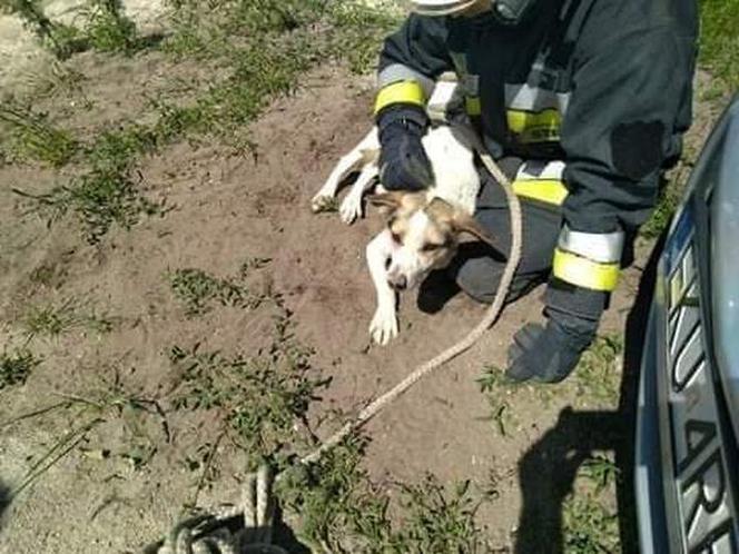 Łódzkie: Ktoś wrzucił psa do studni. Uwięziony Leon walczył o życie kilka dni!
