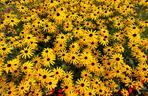 Rudbekia błyskotliwa