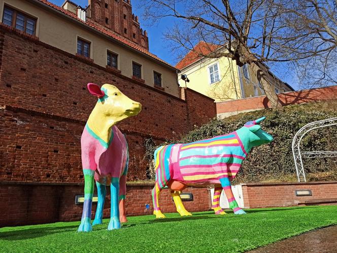 W centrum Olsztyna niecodzienny widok. Przy amfiteatrze pasą się kolorowe KROWY! 